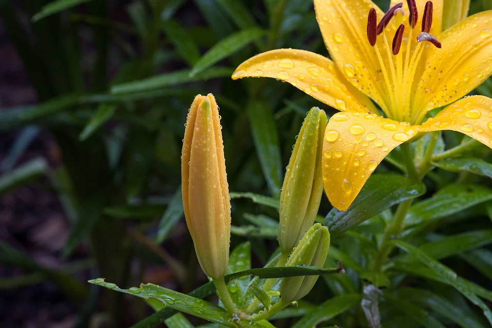 Beautiful Flowers biology bloom
