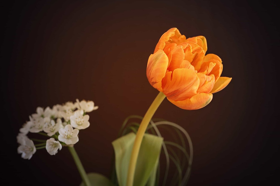 Beautiful Flowers biology bloom