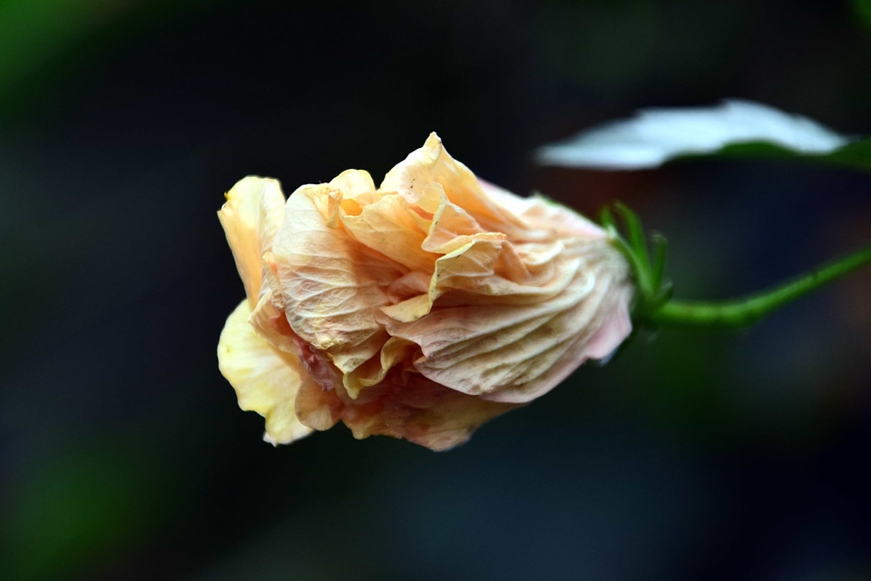 Beautiful Flowers biology blooming