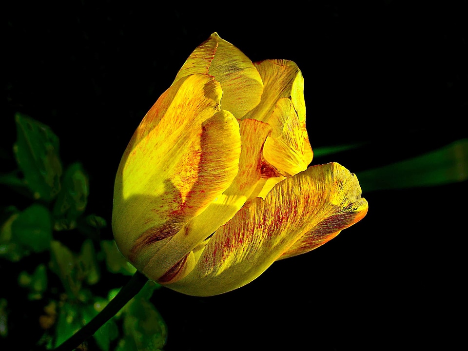 Beautiful beautiful flowers biology