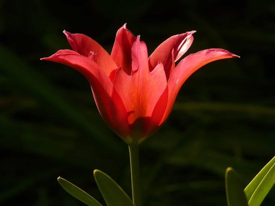Beautiful Flowers biology bloom