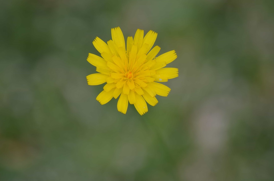 Beautiful Flowers biology bloom