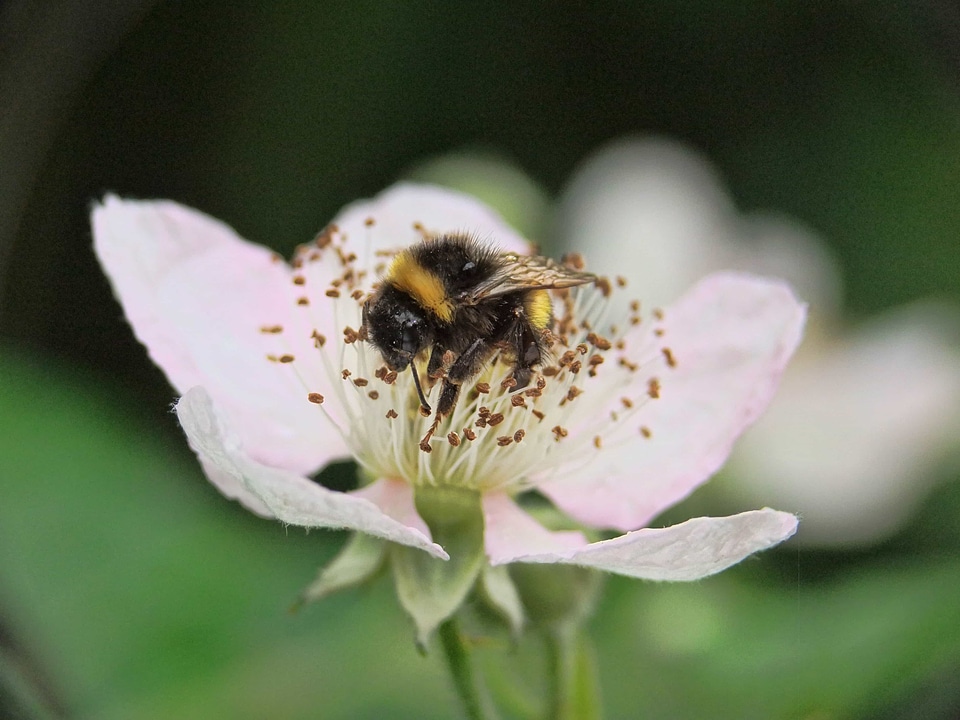 Animal arthropod beautiful flowers