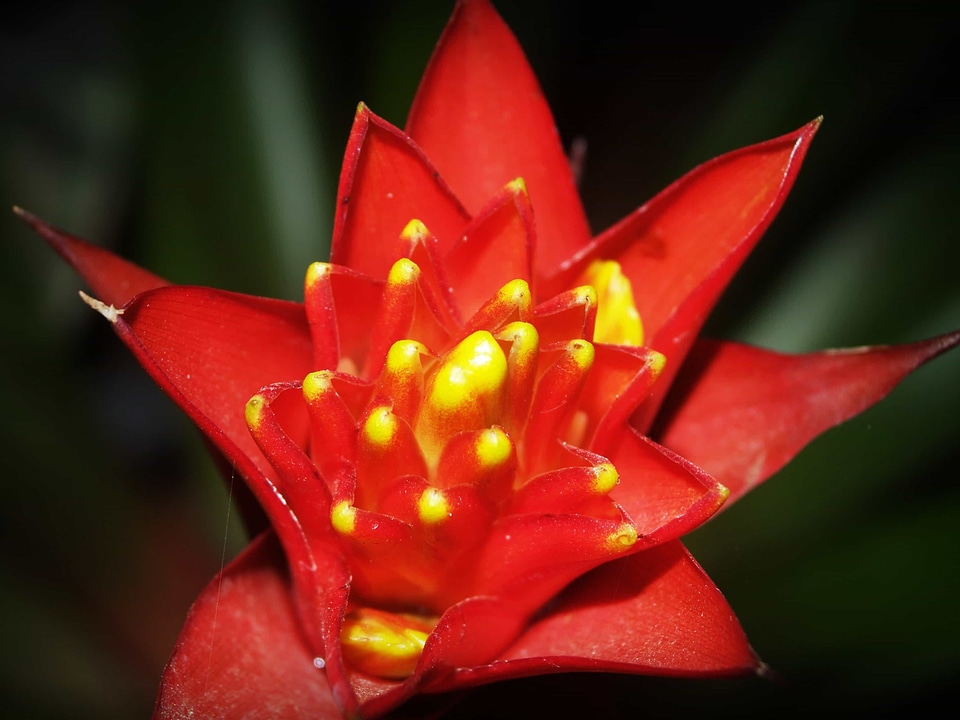 Beautiful Flowers biology blooming