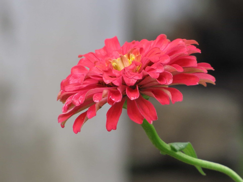 Beautiful beautiful flowers beautiful photo