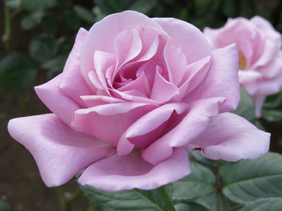 Beautiful beautiful flowers beautiful photo