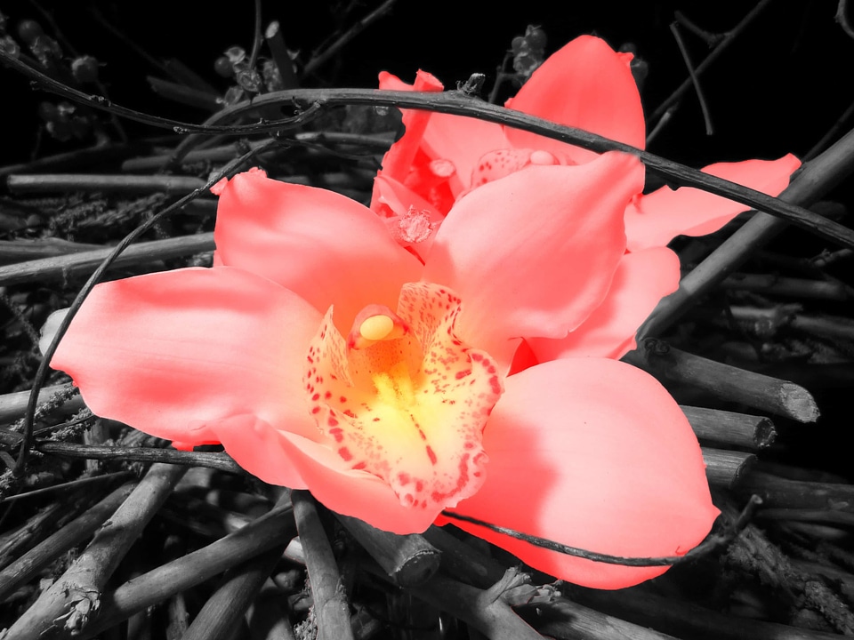 Beautiful beautiful flowers biology