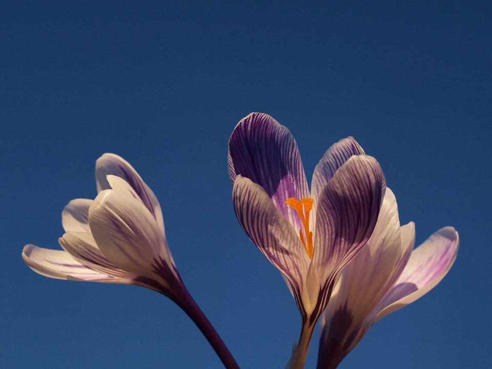 Beautiful Flowers biology bloom