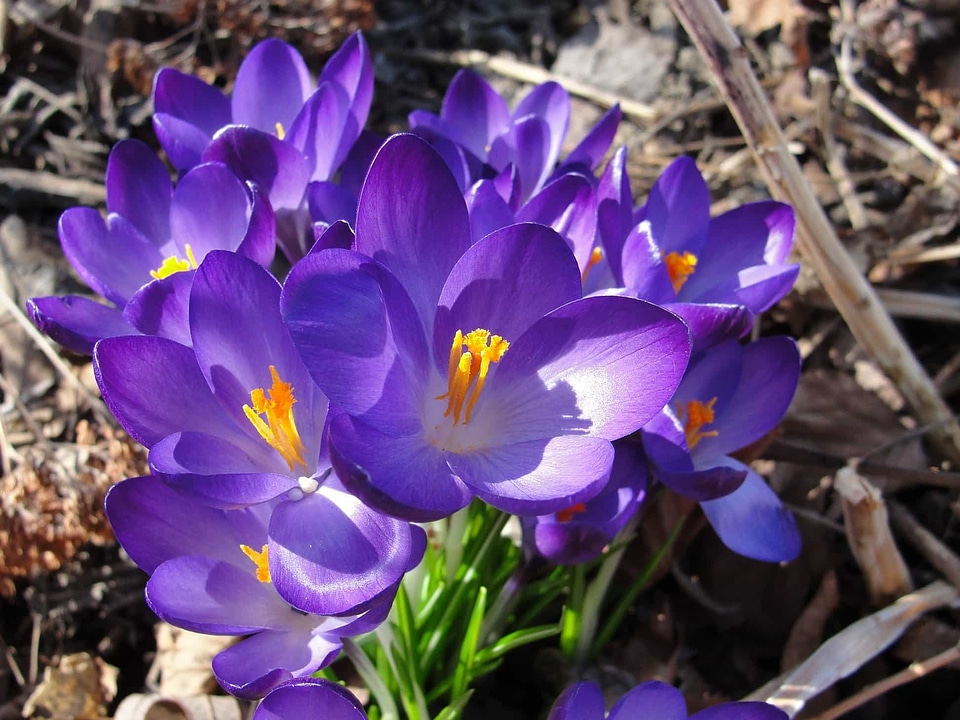 Beautiful Flowers biology bloom