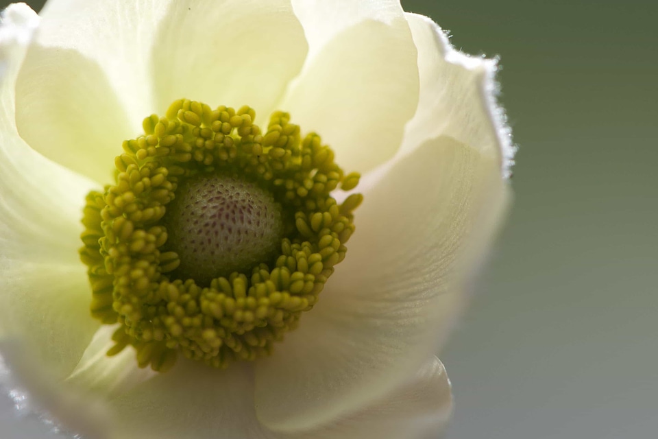 Anemone beautiful beautiful flowers