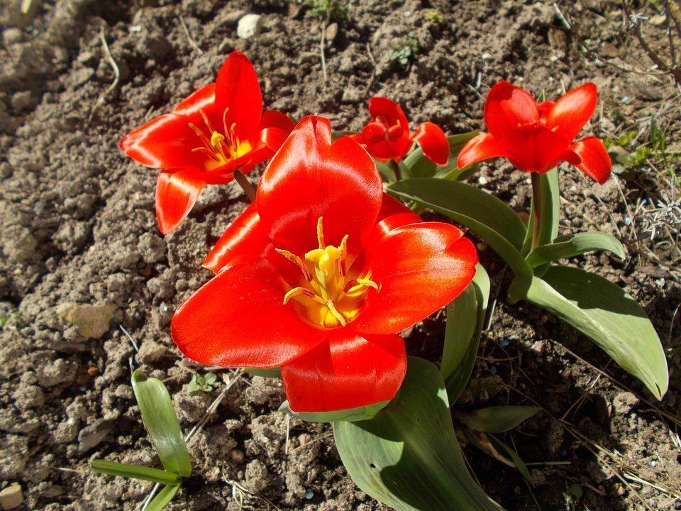 Beautiful Flowers biology blooming
