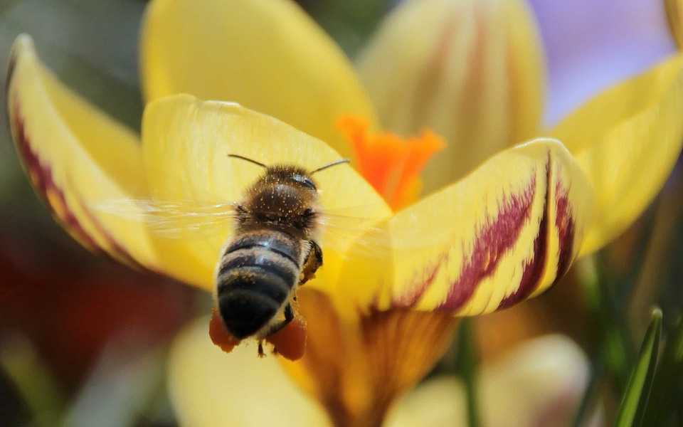 Animal arthropod beautiful flowers