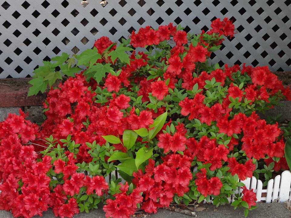 Beautiful beautiful flowers biology