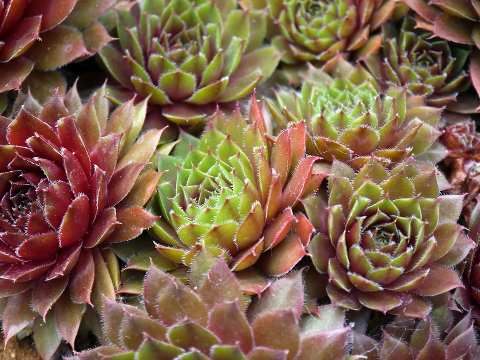 Biology botanic dark green