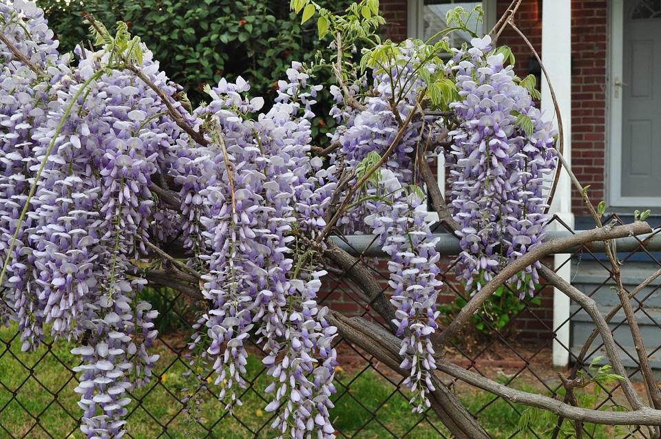 Acacia beautiful flowers biology