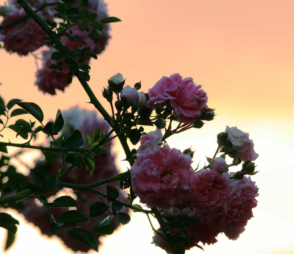Arrangement beautiful flowers biology