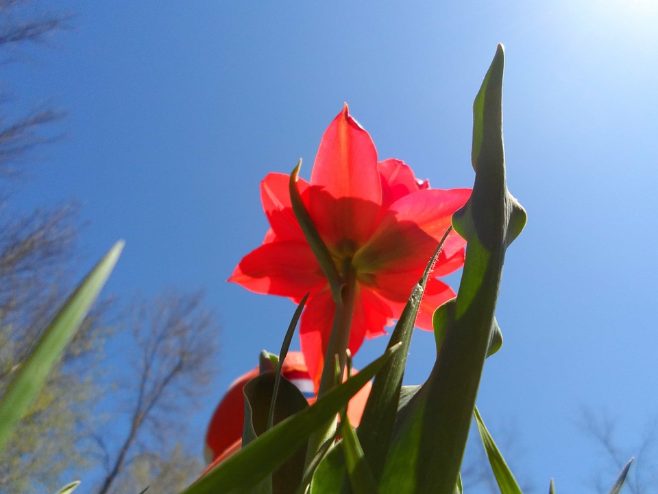 Beautiful Flowers biology bloom