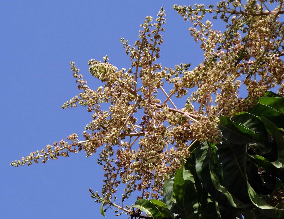 Beautiful Flowers biology blooming