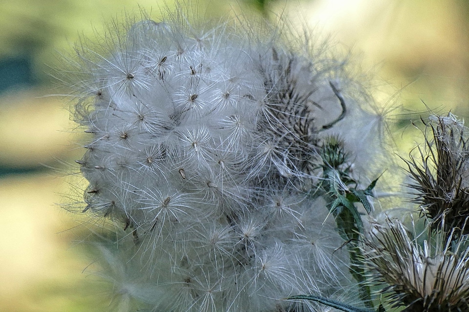 Beautiful beautiful flowers biology