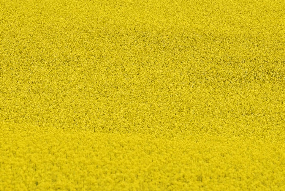 Agriculture beautiful flowers biology