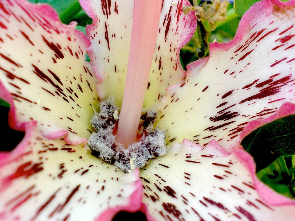 Beautiful beautiful flowers biology