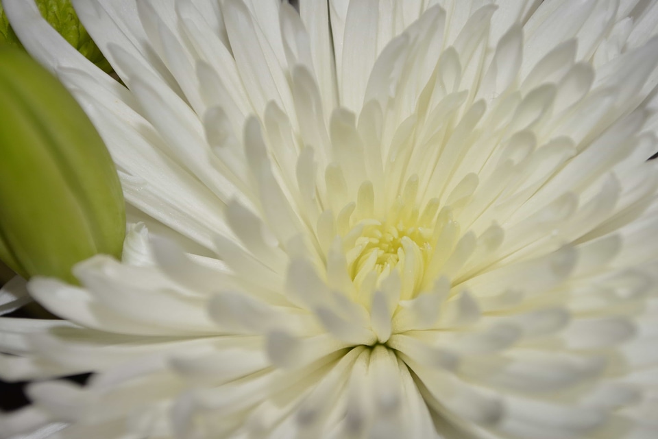 Beautiful beautiful flowers biology
