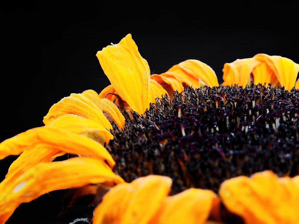 Beautiful beautiful flowers beautiful photo