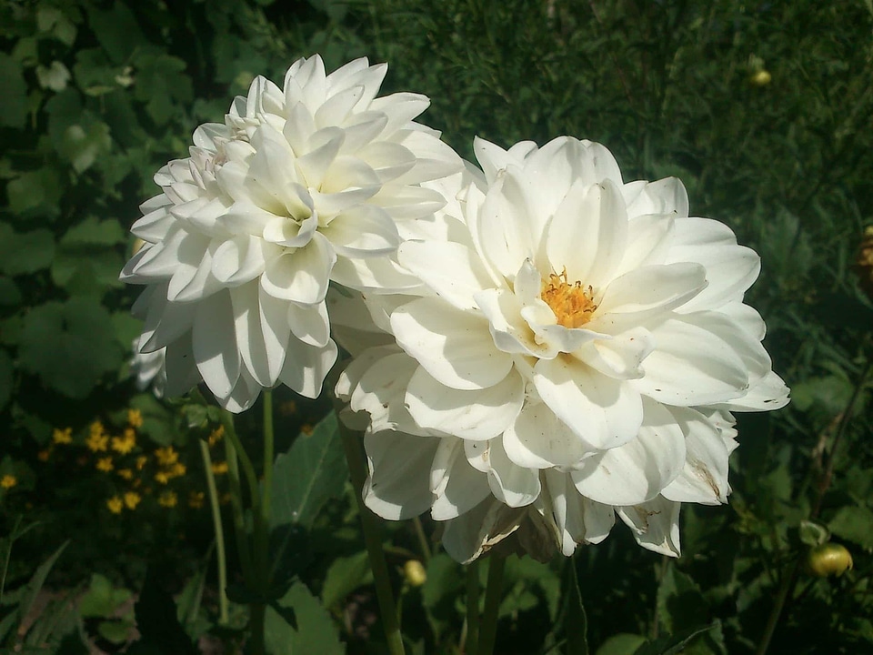 Beautiful beautiful flowers biology