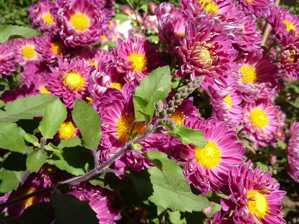 Beautiful beautiful flowers bed