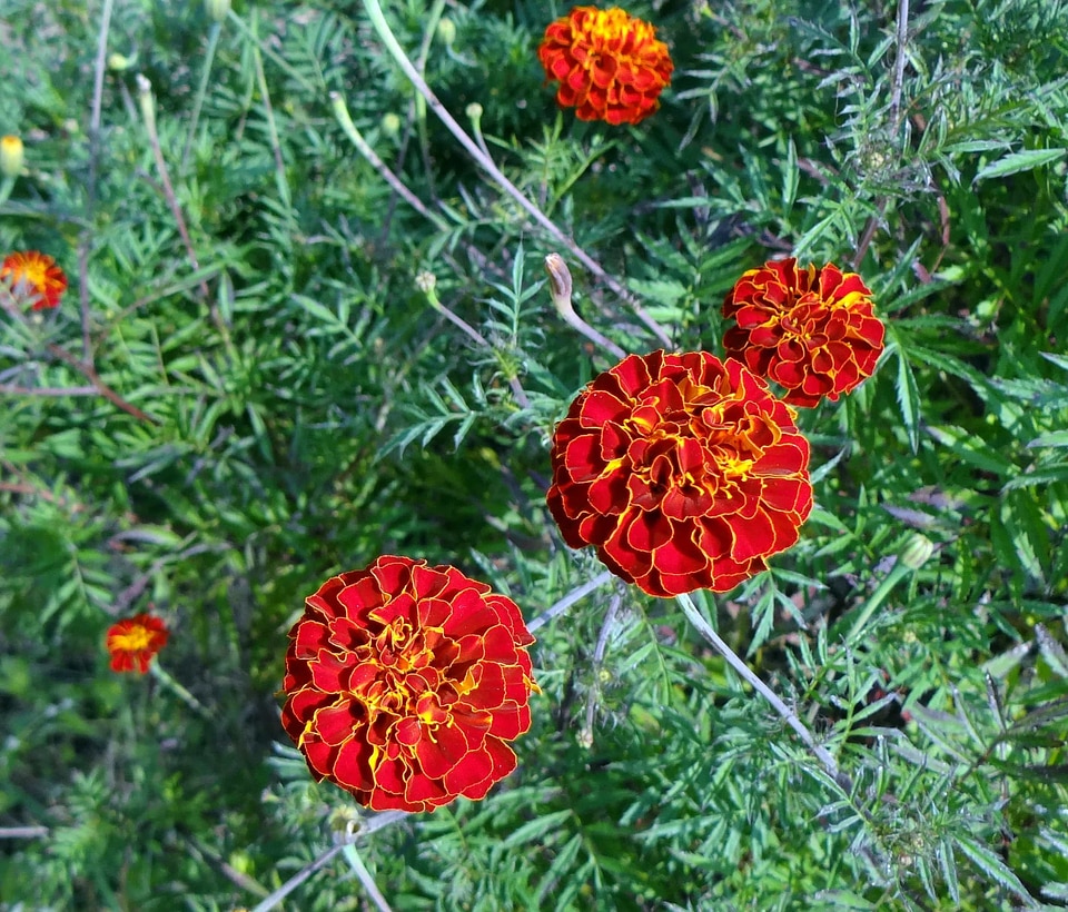 Beautiful Flowers biology bloom