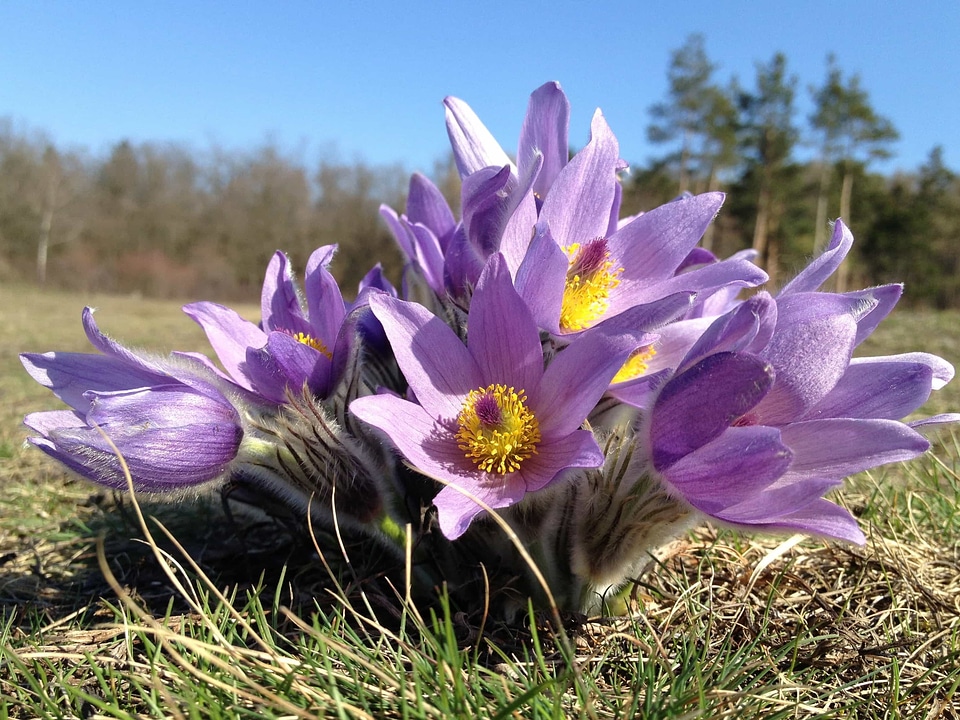 Beautiful beautiful flowers beautiful photo