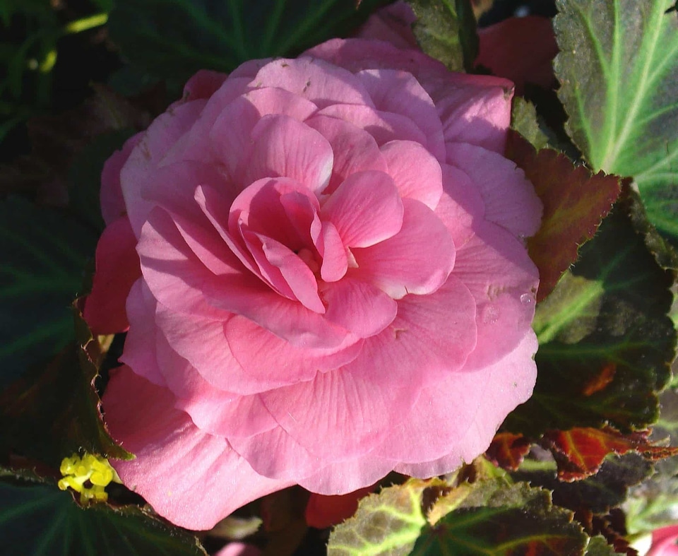 Beautiful Flowers begonia biology