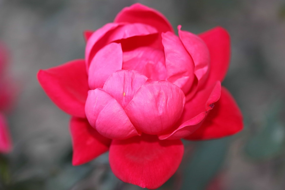 Beautiful Flowers biology bloom