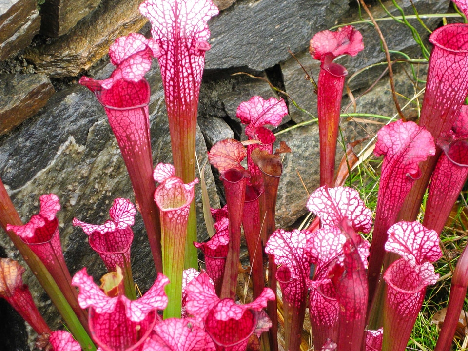 Beautiful Flowers biology blooming