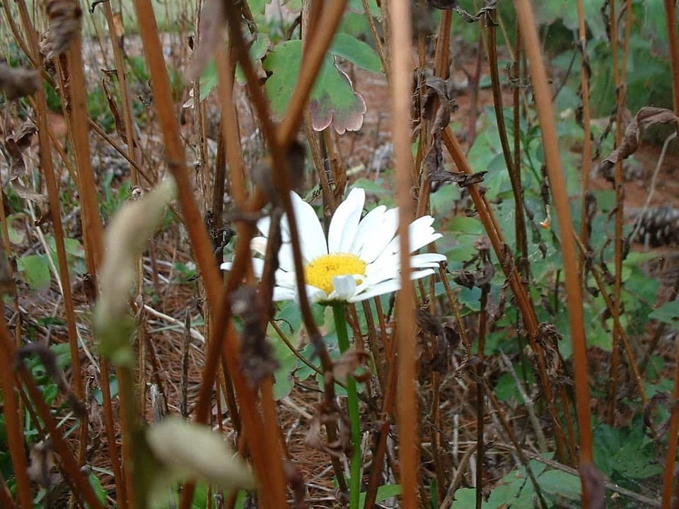 Beautiful Flowers biology blooming