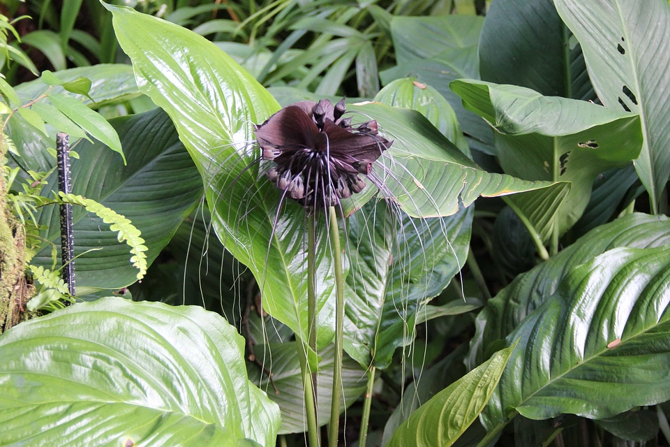 Beautiful Flowers biology blooming