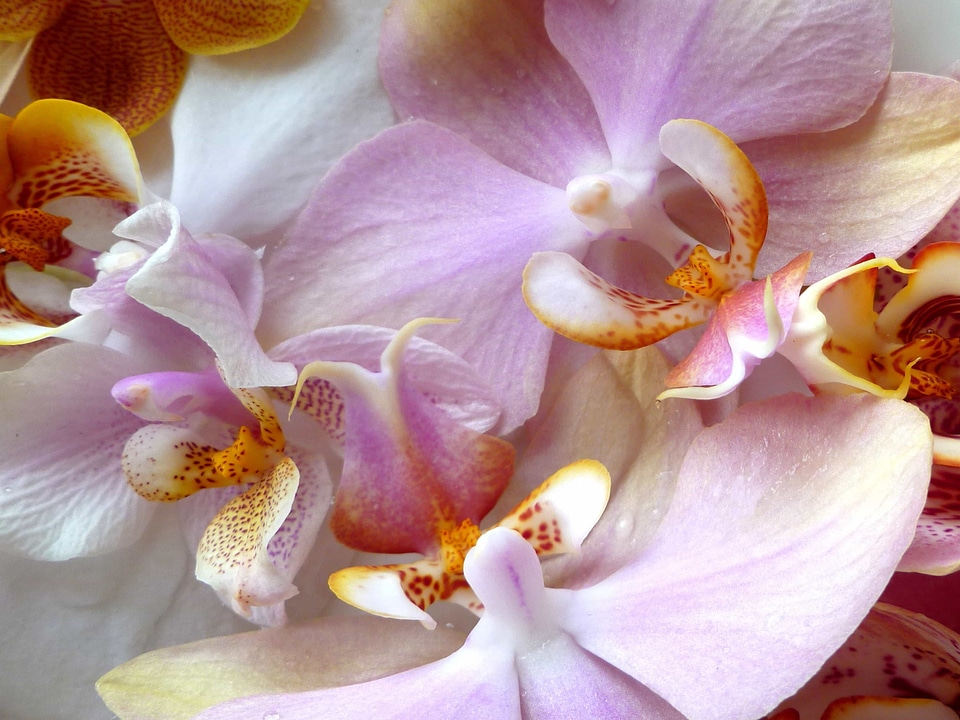 Beautiful beautiful flowers biology