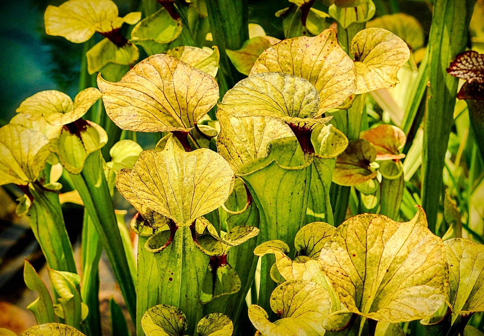 Beautiful beautiful flowers biology