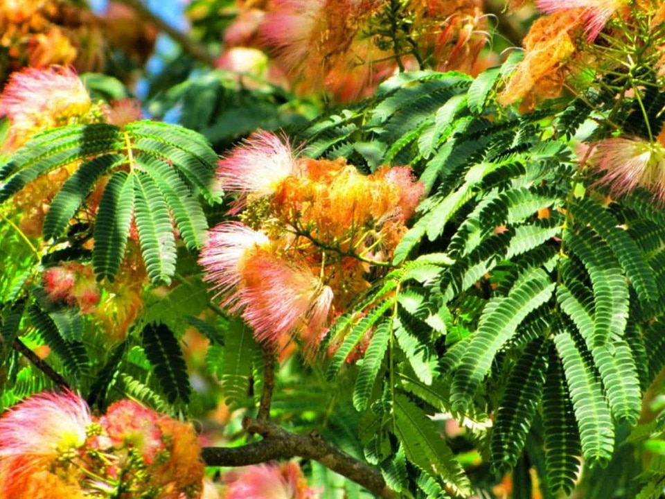 Beautiful Flowers biology blooming