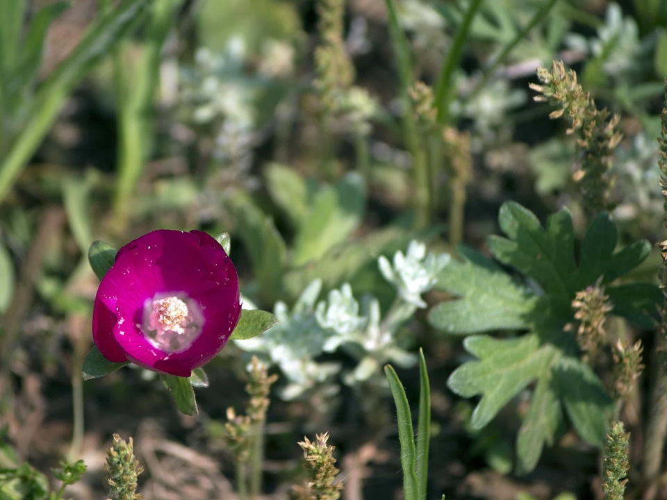 Beautiful Flowers biology blooming