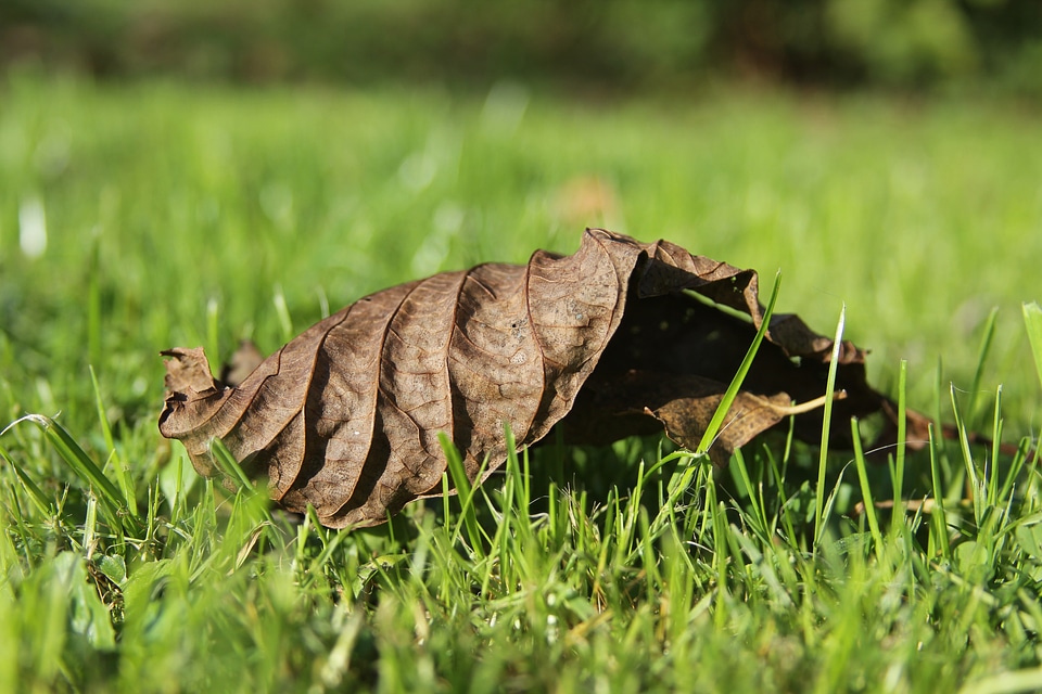Leaves fall color plant