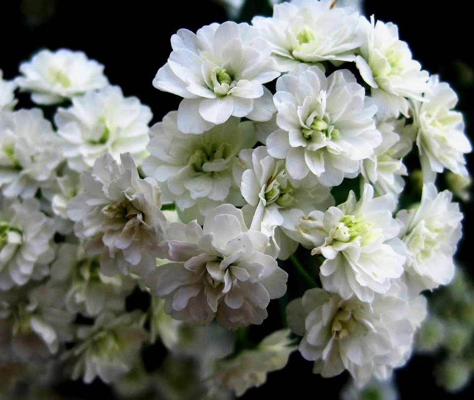 Beautiful beautiful flowers biology