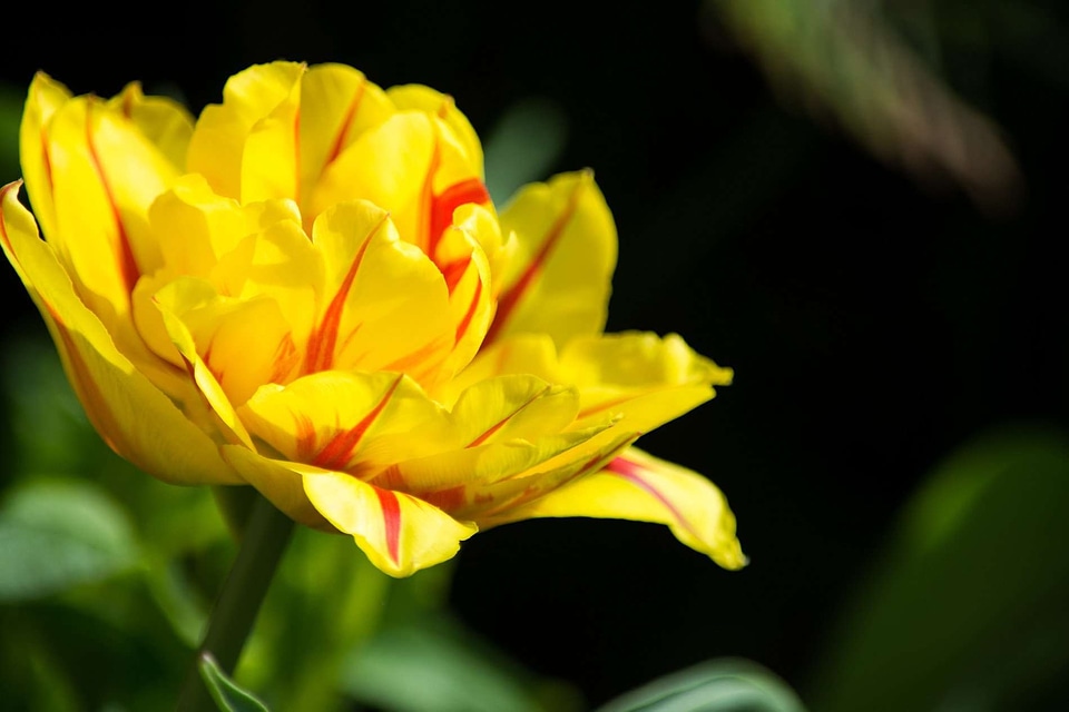 Beautiful beautiful flowers biology