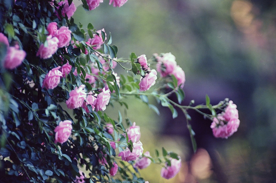 Beautiful beautiful flowers biology