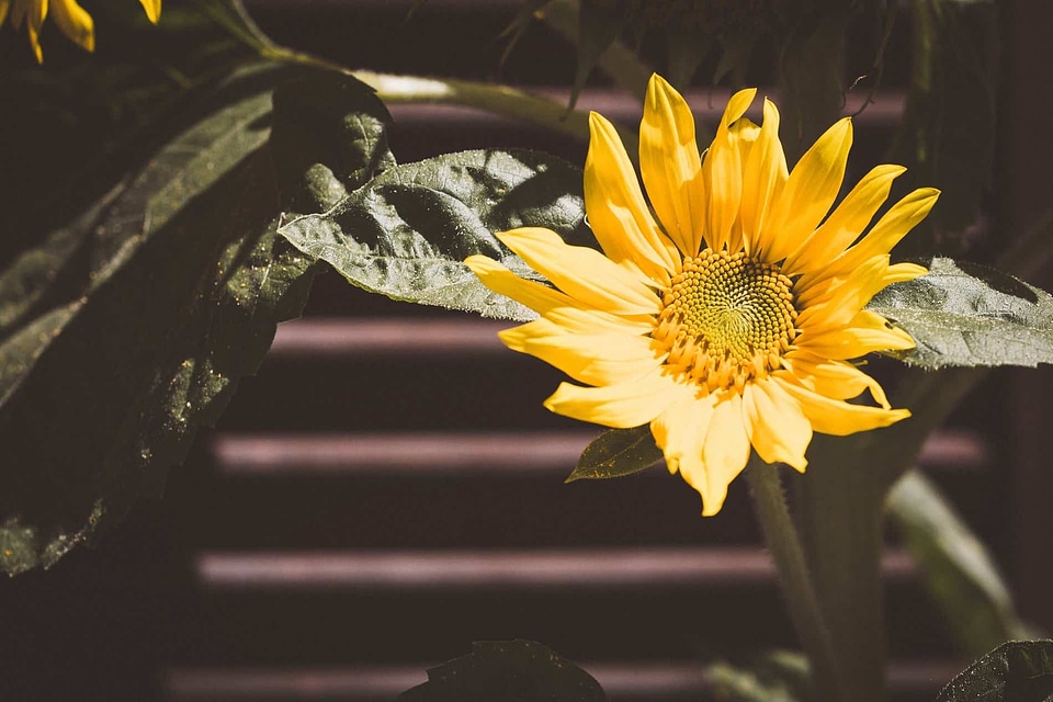 Agriculture beautiful flowers biology