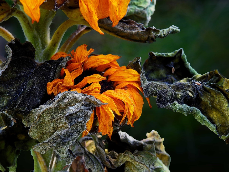 Beautiful Flowers biology blooming