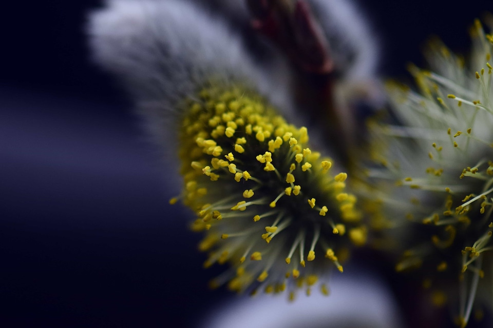 Beautiful Flowers biology blooming