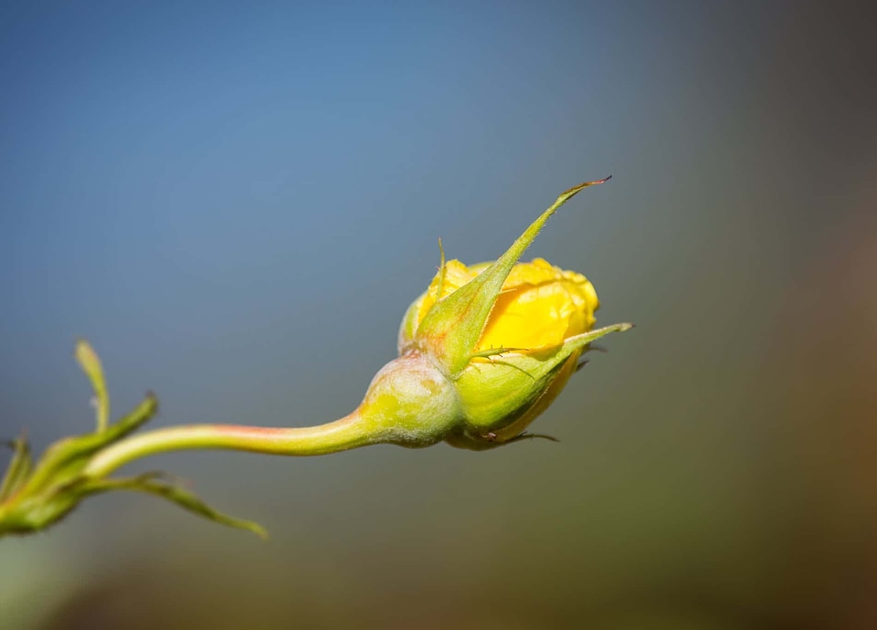 Beautiful Flowers biology blooming