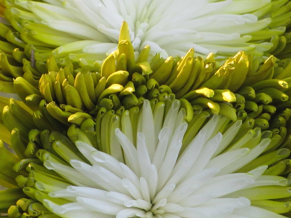 Beautiful beautiful flowers biology