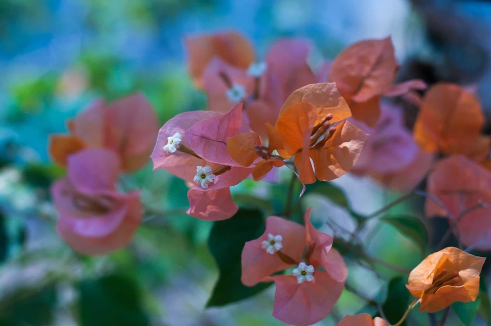 Autumn beautiful beautiful flowers